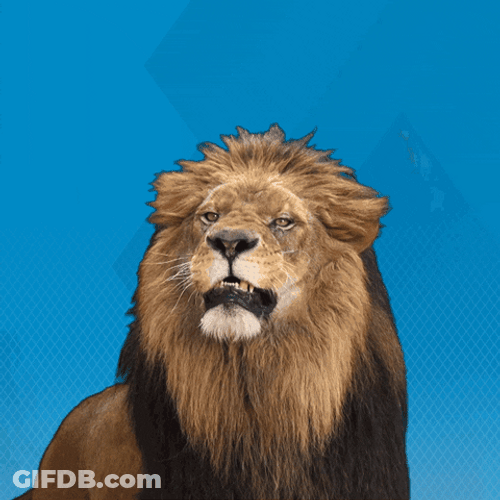 Wild Lion Roar GIF