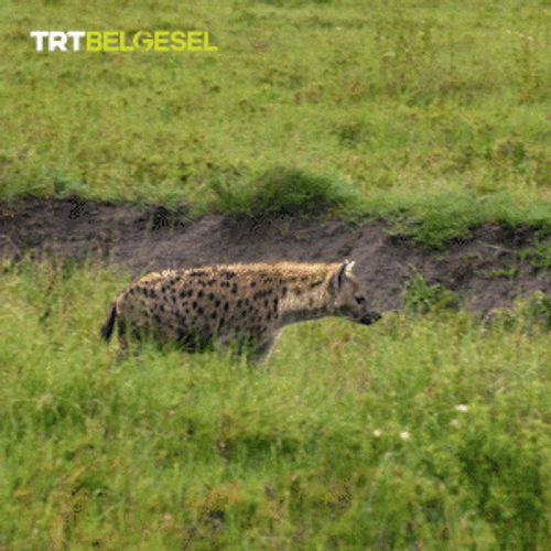 Wild Majestic Walking Hyena GIF