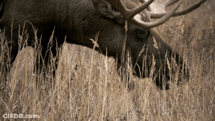 Wild Moose Howling GIF