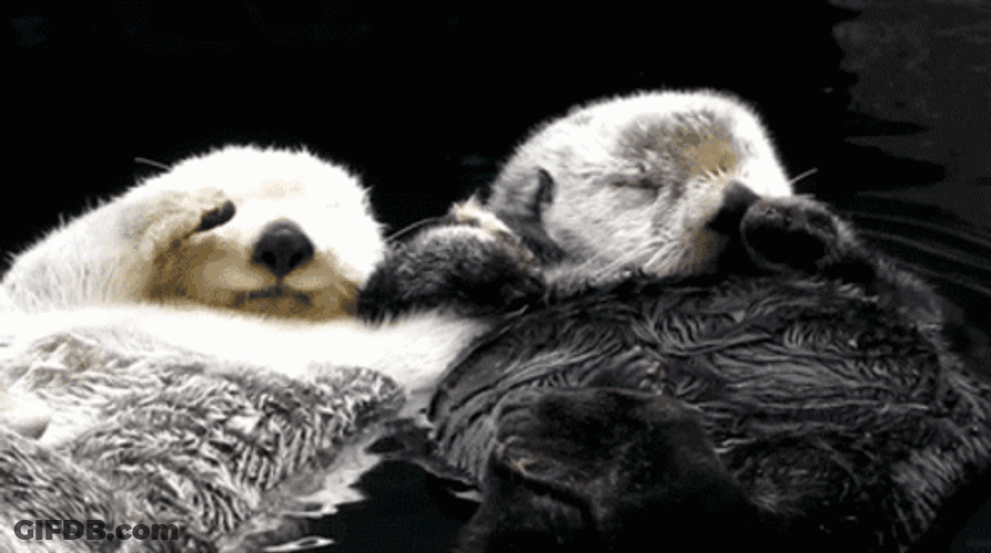 Wild Otter Holding Hands GIF