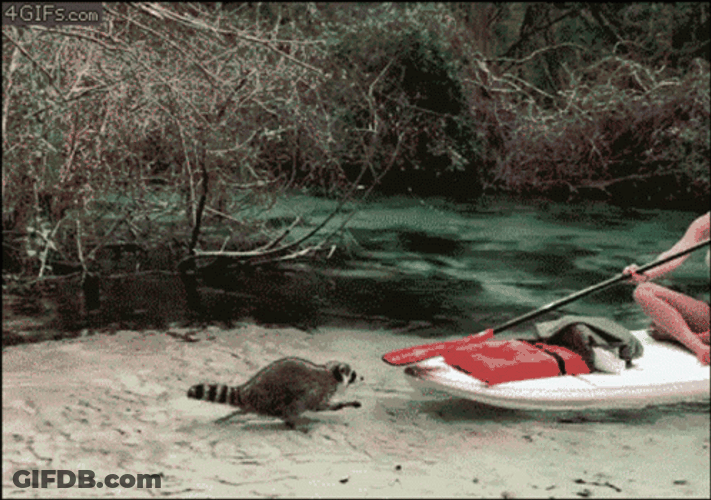 Wild Racoon Attack GIF