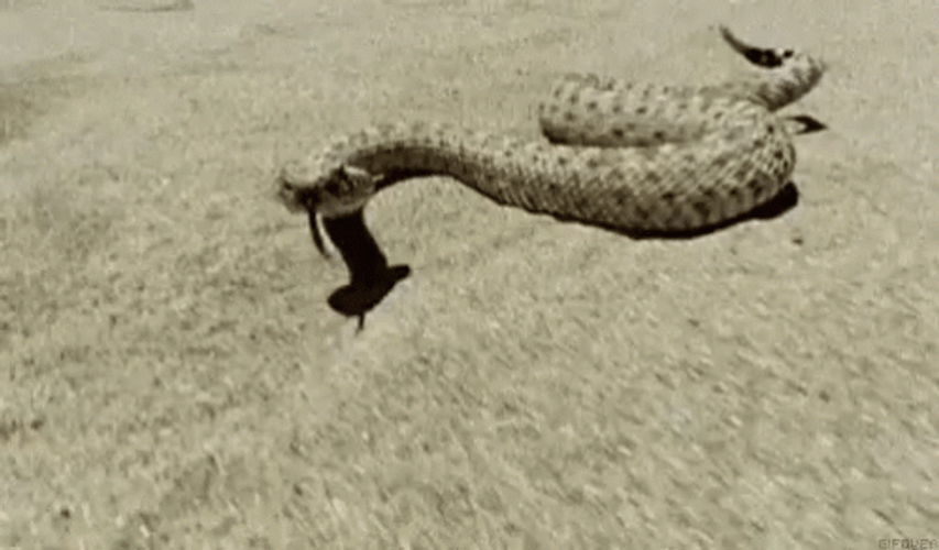 Wild Rattle Snake Attack GIF