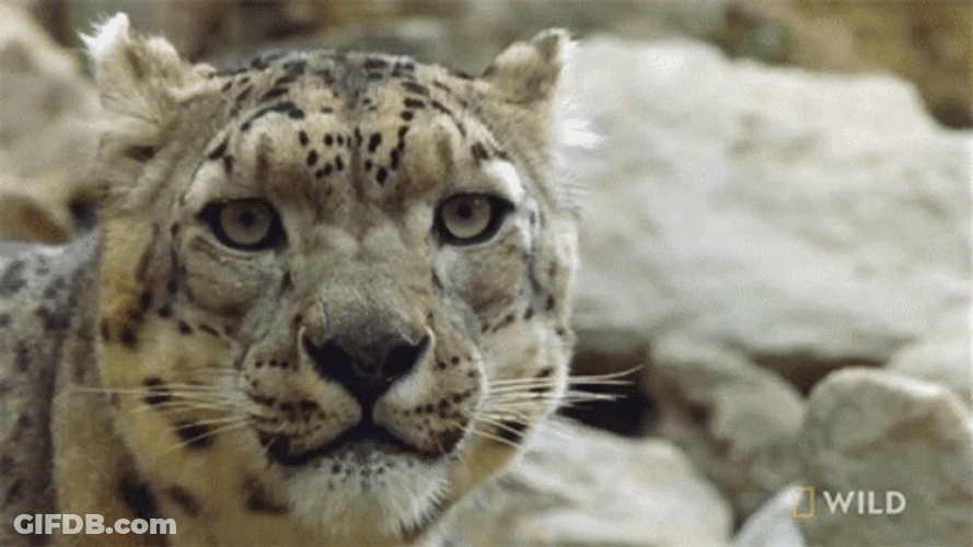 Wild Snow Leopard Licking GIF