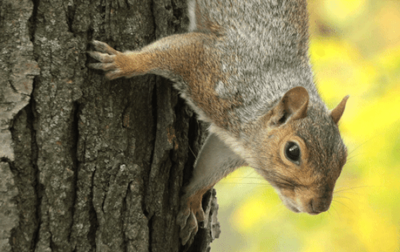 Wild Squirrel In The Tree GIF