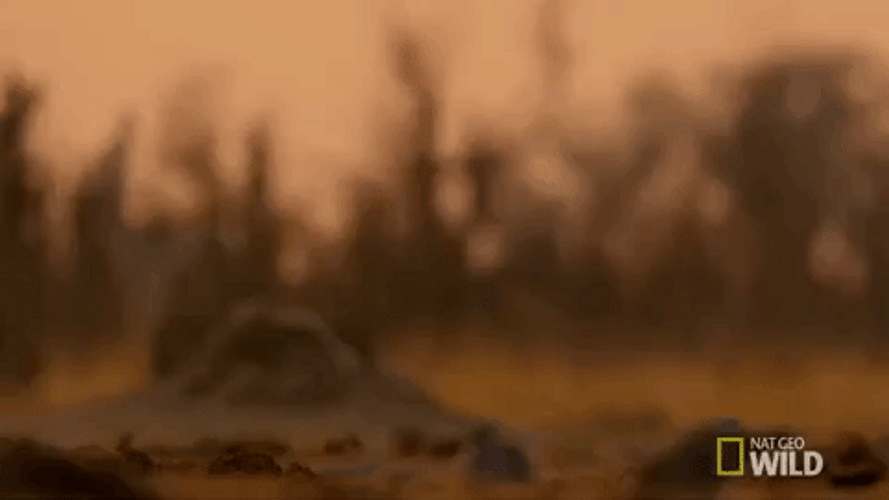 Wild Stare Hyena Running GIF