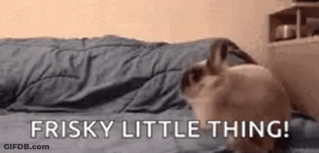 Wild Things Bunny Running Around GIF