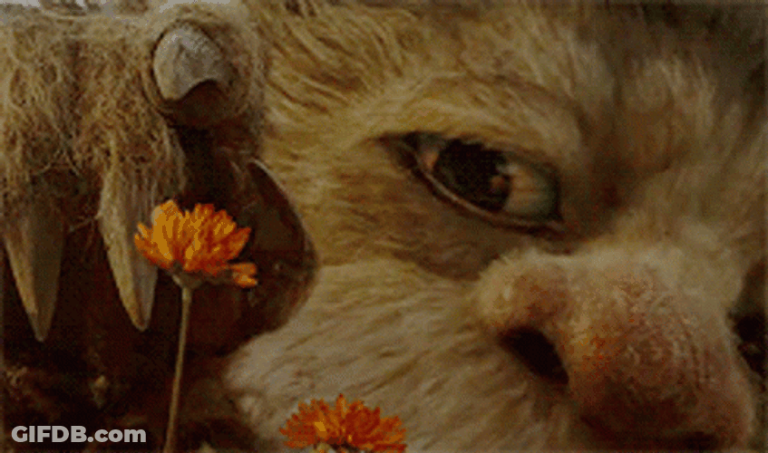 Wild Things Playing With Flower GIF