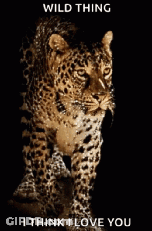 Wild Things Wild Leopard GIF