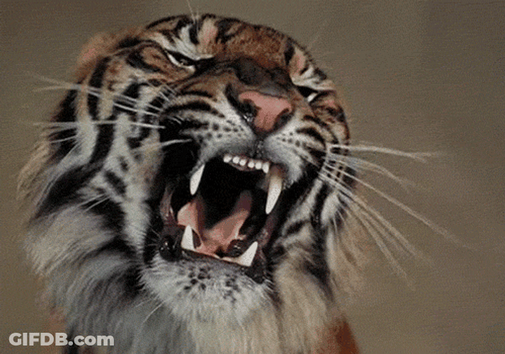 Wild Tiger Showing Fangs GIF