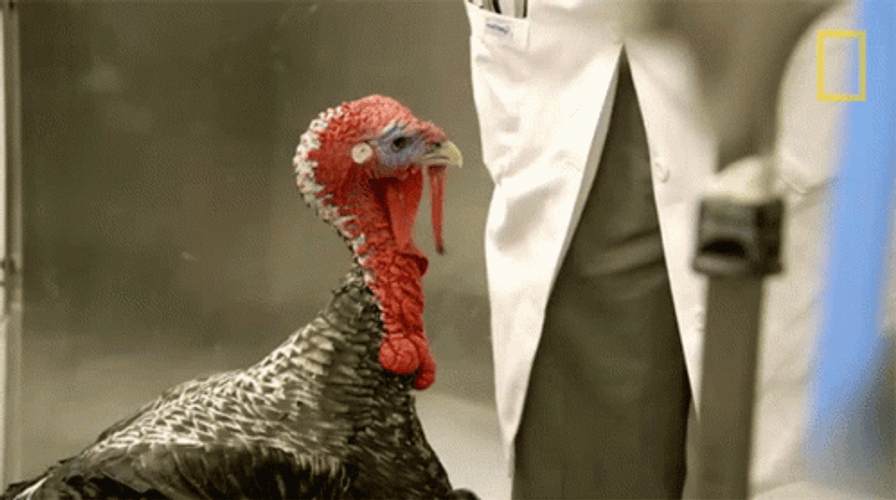 Wild Turkey Pecking GIF