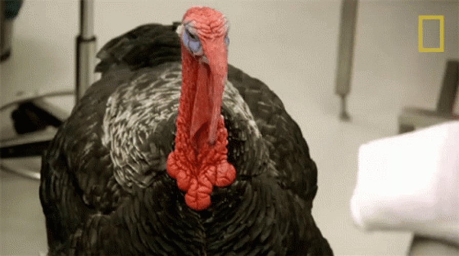Wild Turkey Shaking GIF