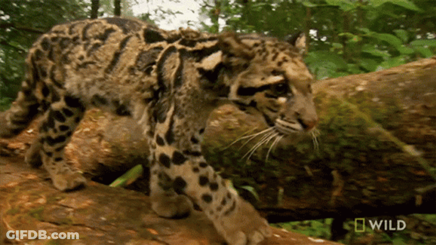 Wild GIF