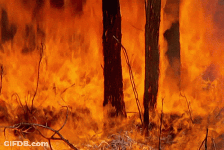 Wildfire Burning Trees Scorching Heat GIF