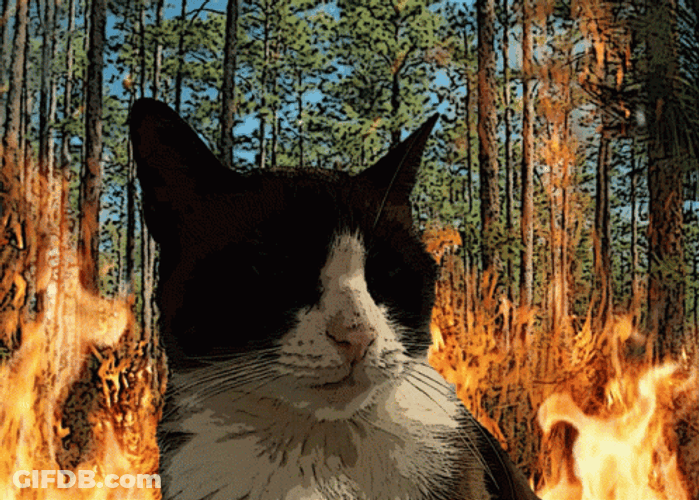 Wildfire Nonchalant Cat Burning Background GIF
