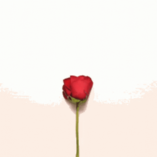 Wildflower Heart Red Rose Petals GIF