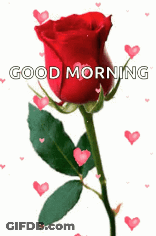 Wildflower Hearts Rose Good Morning GIF