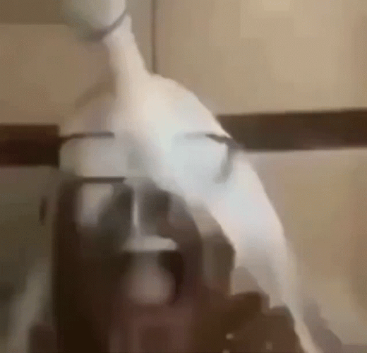 Wildly Bathing In Milk GIF
