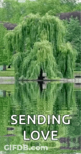 Willow Tree Reflected In Lake Sending Love GIF