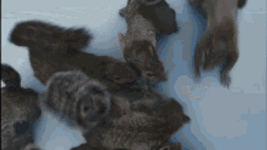 Willy Wonka Squirrel Girl GIF