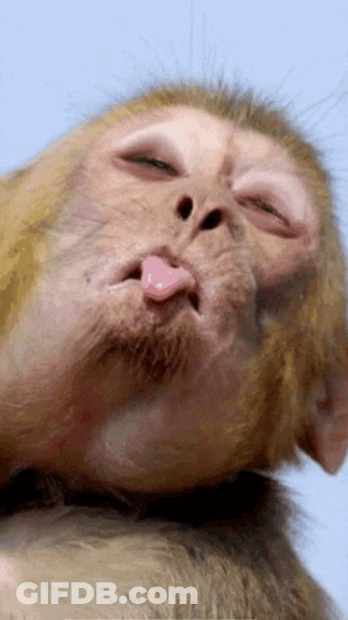 Wiltongue GIF