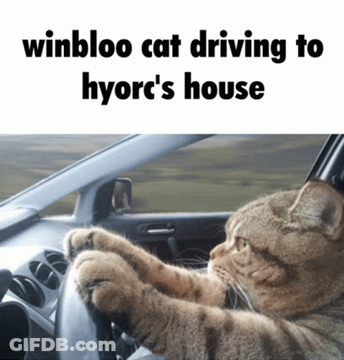 Winbloo Cat Seriously Driving Fast To Your House GIF