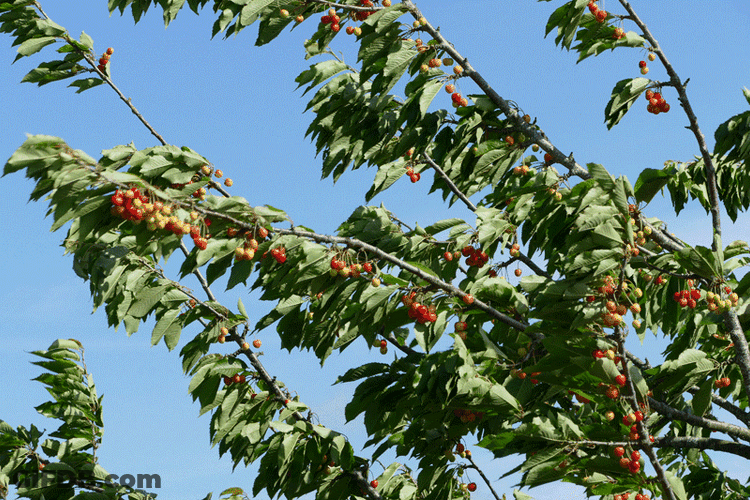 Wind Blowing Cherry Tree GIF