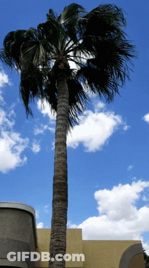 Wind Blowing Coconut Tree GIF