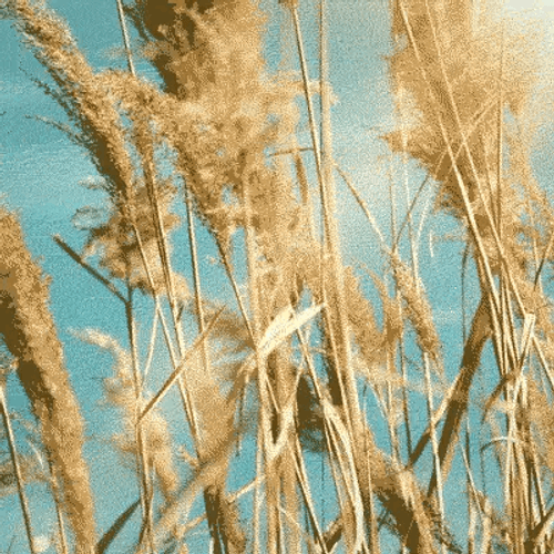 Wind Blowing Hay GIF