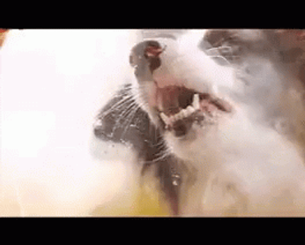 Window Licker Border Collie Dog GIF