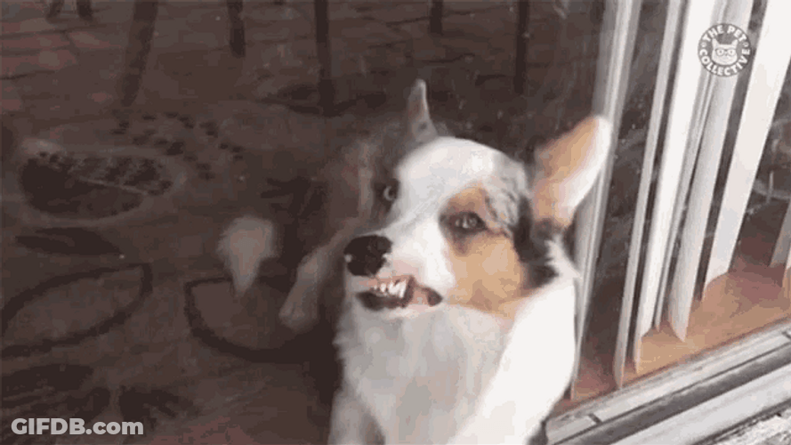 Window Licker Cardigan Welsh Corgi Dog GIF
