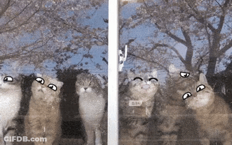 Window Licker Cats Animated Eyes Filter GIF