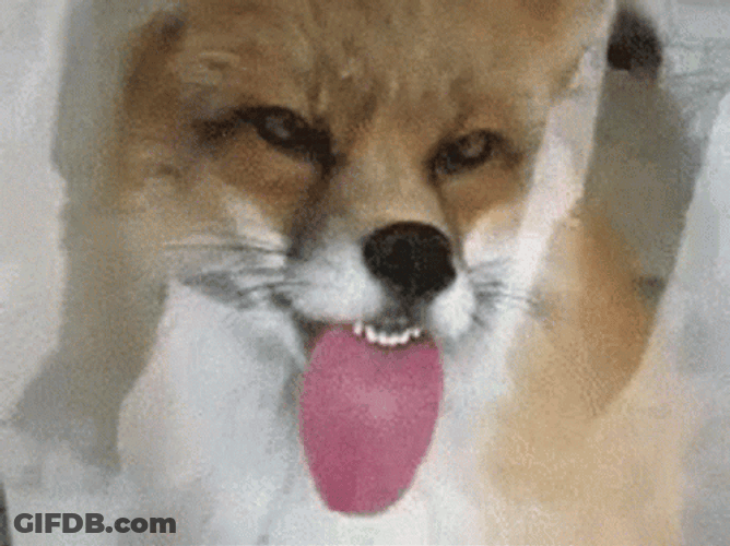 Window Licker Dog Funny Look GIF