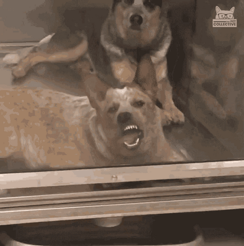 Window Licker Dog Staring GIF