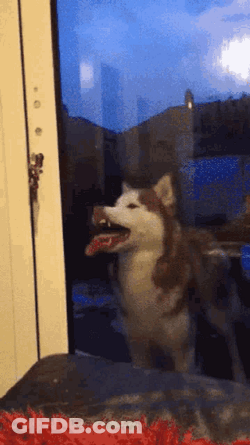 Window Licker Husky Dog GIF