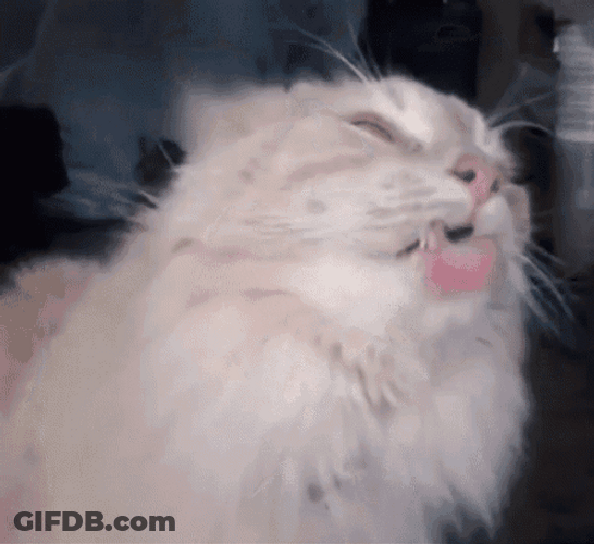Window Licker Persian Cat GIF