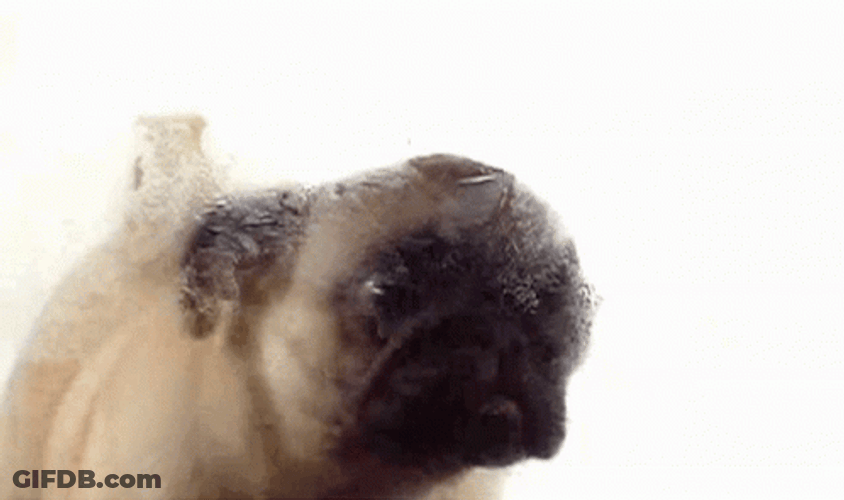 Window Licker Pug Dog GIF