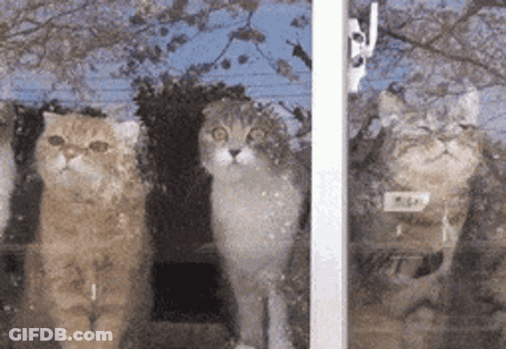 Window Licker Scottish Fold Cats GIF