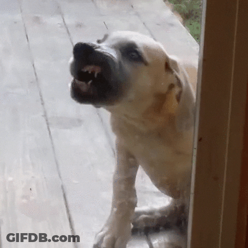 Window Licker Stray Dog GIF