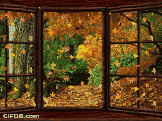 Window View Fall Leaves GIF