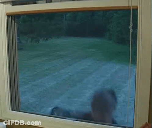 Window With Person Reflection GIF