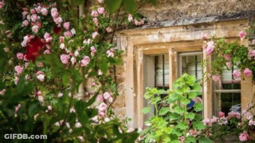 Window With Roses Growing On Side GIF