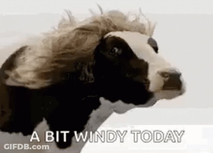 Windy Blonde Cow GIF