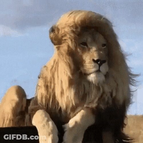 Windy Lion Chill GIF