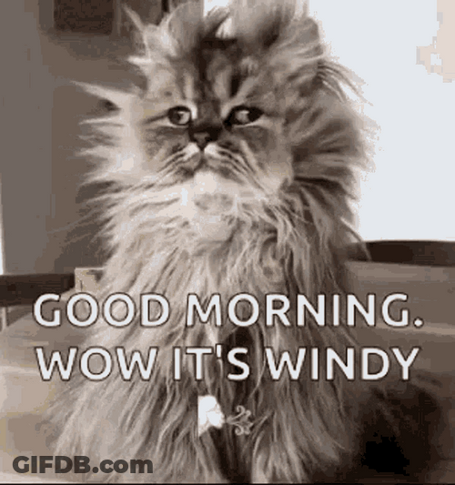Windy Morning Cat GIF