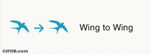 Wing To Wing Fly GIF