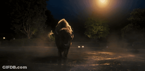 Winged Bison Standing In Parking Lot GIF