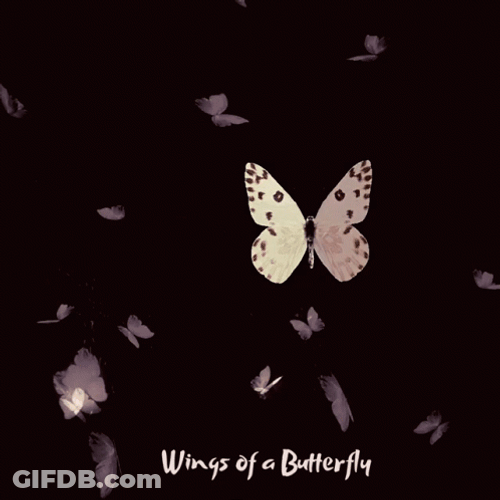 Wings Of Flying Butterfly Good Morning GIF