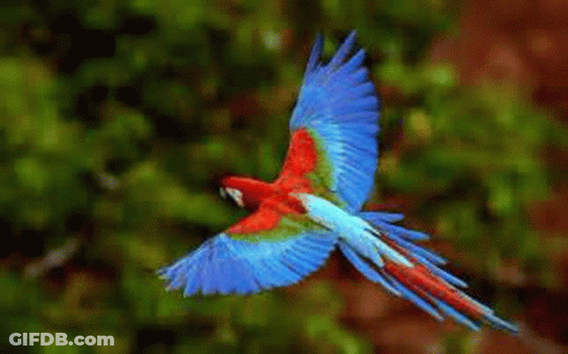 Wings Spread Macaw GIF