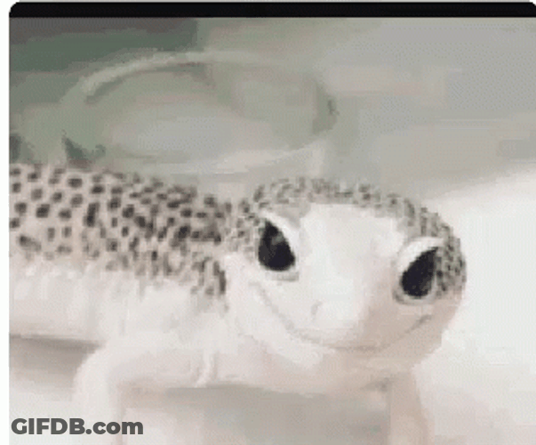 Wink Reaction Cute Dancing Lizard GIF