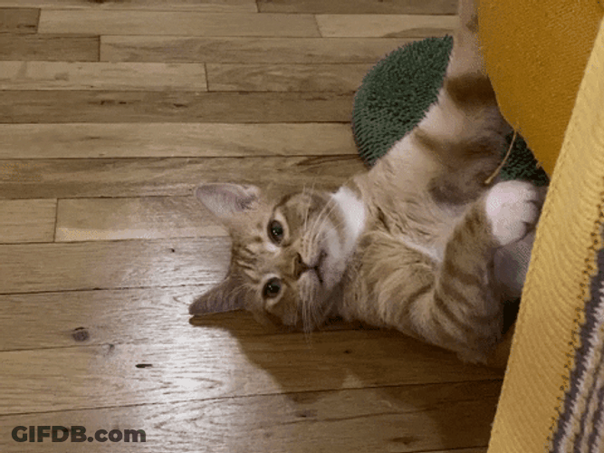 Winking Cat GIF